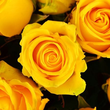 51 жовта троянда – доставка квітів у Київ